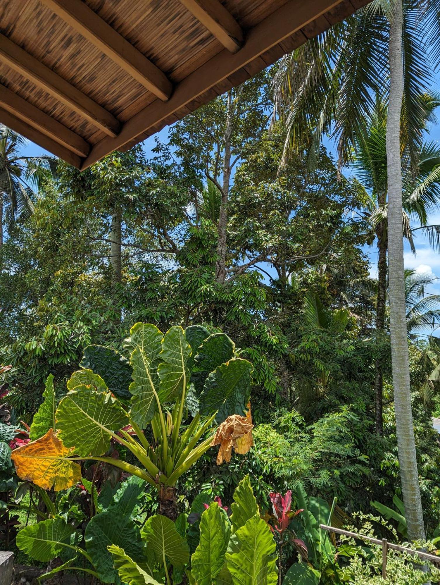 Puri Dajuma Terrace Eco Lodge & Spa Selemadeg  Kültér fotó